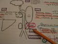 Renal Failure