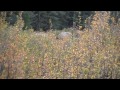 Spectacular Rocky Mountain Elk Hunting in Alberta Canada