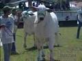 ACNB_PGM_06_NOVEMBRO_01.wmv