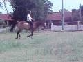 videos de Falcon's Malteser bareback