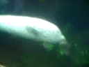 foca foca