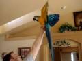videos de Big Eagle & Dive