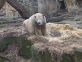 Knut spielt, winkt und futtert :-)