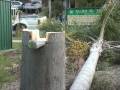 Tongue and Groove Tree Felling Technique