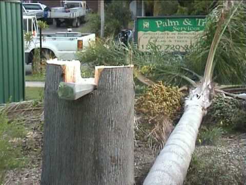 how to fell a tree