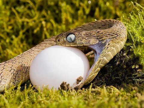 YouTube reptile video