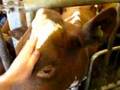 videos de RFS Buitex Zweden 5