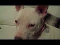 Kitty pitty love