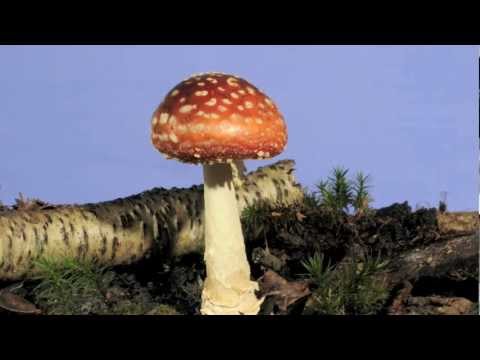how to grow amanita muscaria