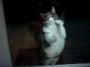 Cat Excercise