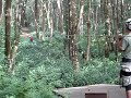 Kim Senecal goes Ziplining on the Big Island, Hawaii