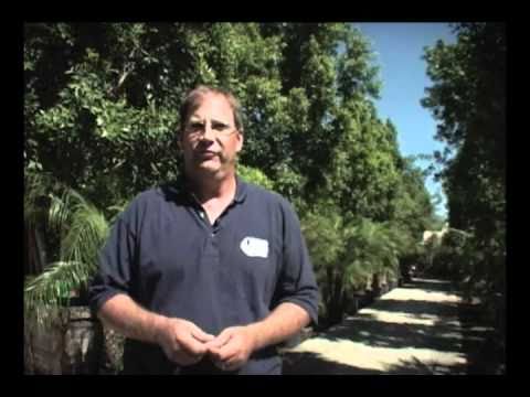 how to fertilize queen palm trees