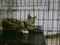 Animal Shelters Offer Cat Adoption Incentives