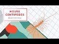 Best Ways To Get Rid Of House Centipedes