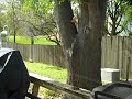 2009-10-04 13 07 30.MP4