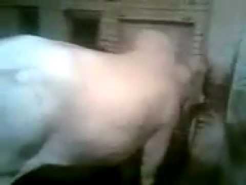 bakra eid qurbani 2011 -