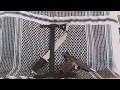 Bugging In/Out?-SHTF Presence