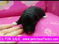videos de MALTI POO PUPPIES FOR SALE www.petclassifieds1.com