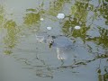 Spiny Softshell Turtle Treading Water Spiny Softshell Turtle Treading Water