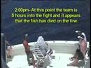 700 lb. Bluefin Tuna