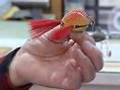 Lure Maker