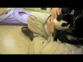 videos de TT: Animal Coalition of Delaware County