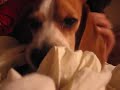 boris the dog
