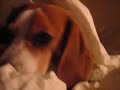 boris the dog