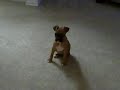 Katie the Boxer Puppy - In Trouble Katie the Boxer Puppy - In Trouble