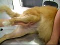 Acupuntura Veterin�ria