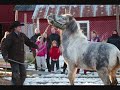 Unaturlig Horsemanship