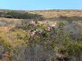 Barb and Sheryl see Galahs in Western Australia Barb and Sheryl see Galahs in Western Australia