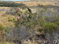 videos de Barb and Sheryl see Galahs in Western Australia