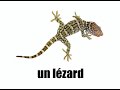 צרפת / צרפתית