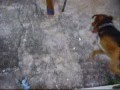 Luck-O-Cachorro-Reta