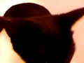 KITTEN CAM - May 14, 2008, 05:04 PM