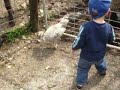 noah feeding horsies
