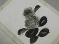 Hydrangea Sumi-e