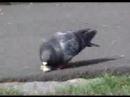 Pigeons Jazz