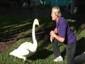 MG2010 RazooNIT: Regal Swan Foundation