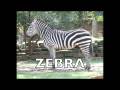 Flashcards - Animals - Long Version