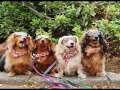 Evolution of Dogs -By Eduardo Durán Haedo-