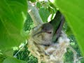 Humming bird nest March 25 2007 #2