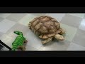 Pleo Meets BIG Tortoise