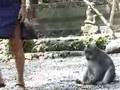 monkey forest tourist, 2002