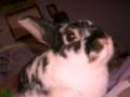 SNUGGLES the cutest rabbit ever! SNUGGLES the cutest rabbit ever!