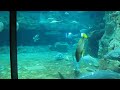 HongKong Ocean park 19