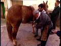 oficios para el recuerdo: el herrador