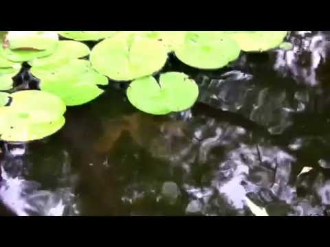 how to eliminate turtles from a pond