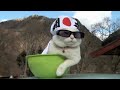 Epic cat videos Cute funny and scary kitten all in one